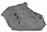 Plate of Three Red Embers Garnets in Graphite - Massachusetts #375781-1